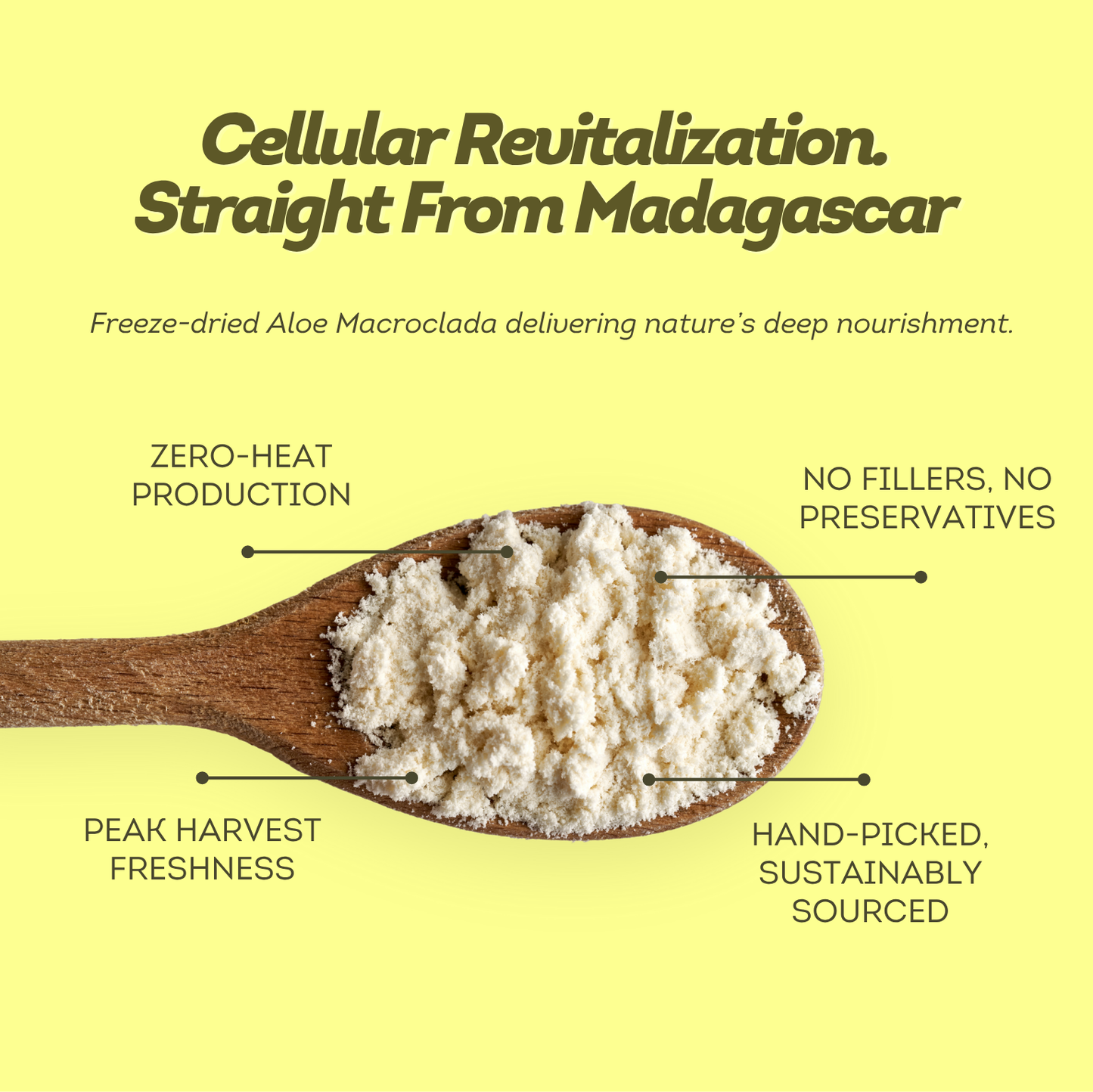 The Evergene - Wildcrafted Aloe Macroclada - 45 Day Supply
