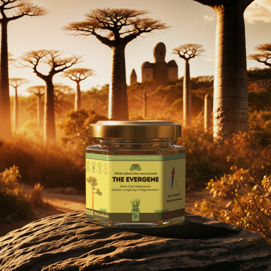 The Evergene - Wildcrafted Aloe Macroclada - 45 Day Supply
